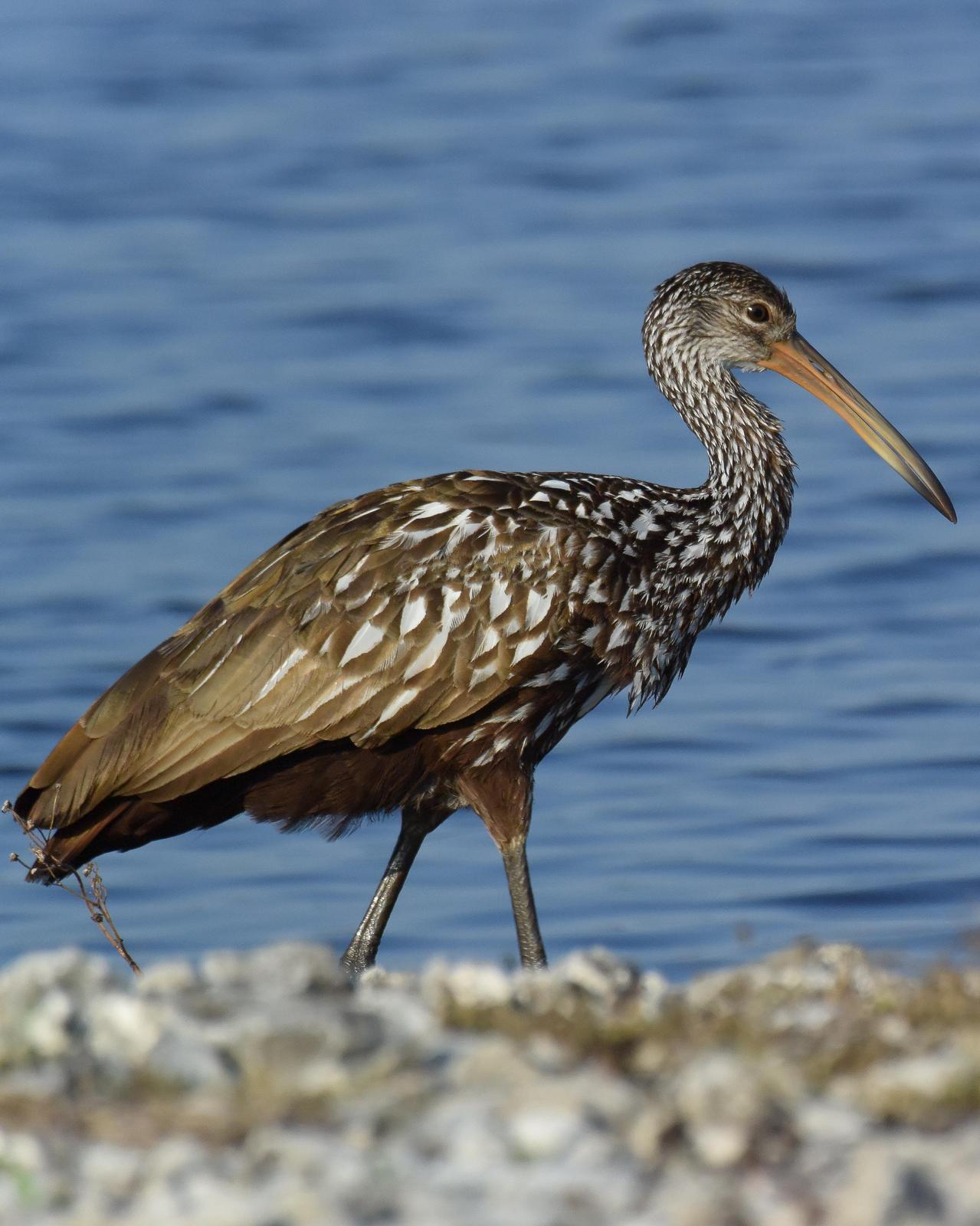 Limpkin Photo by Emily Percival