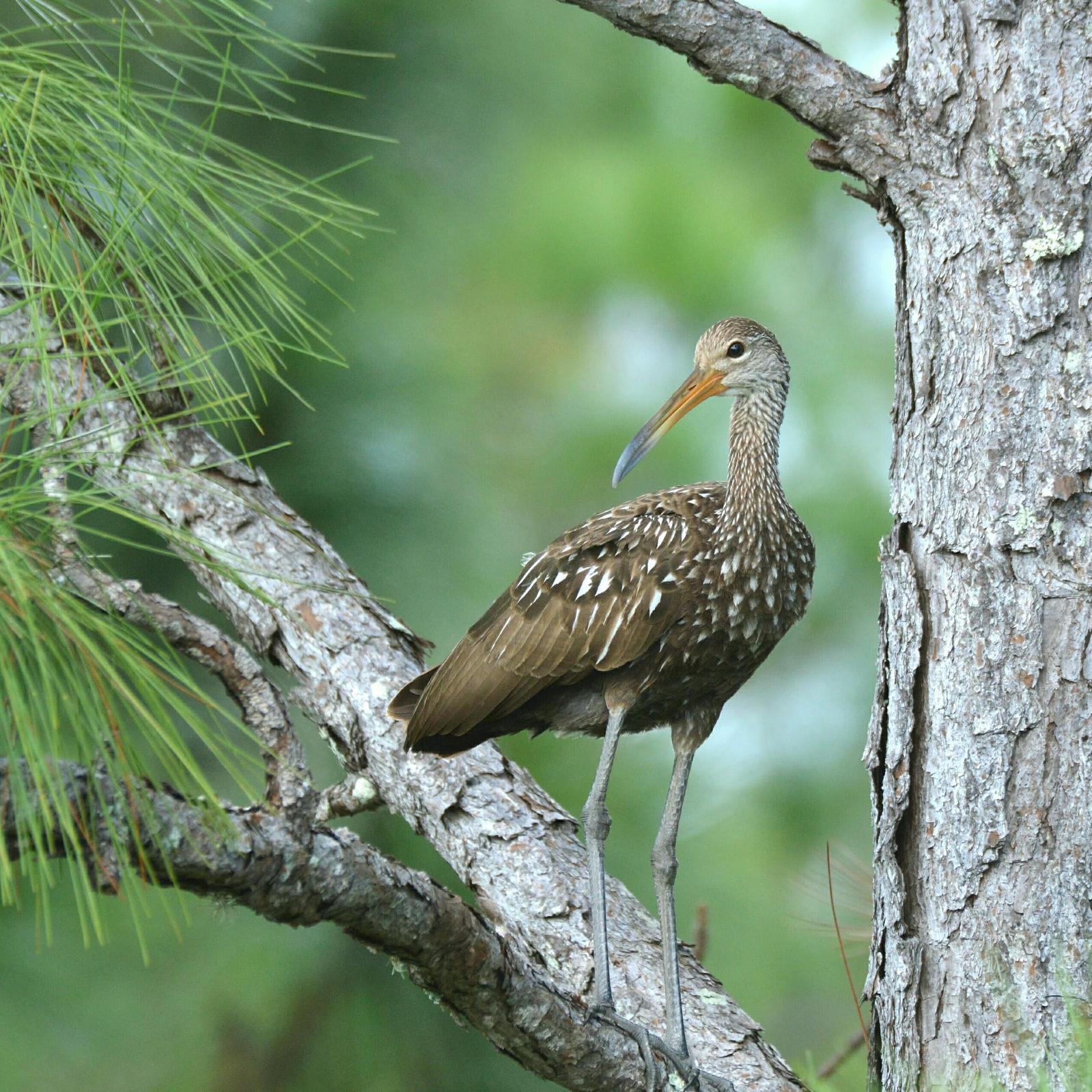 Limpkin Photo by Michael Horn