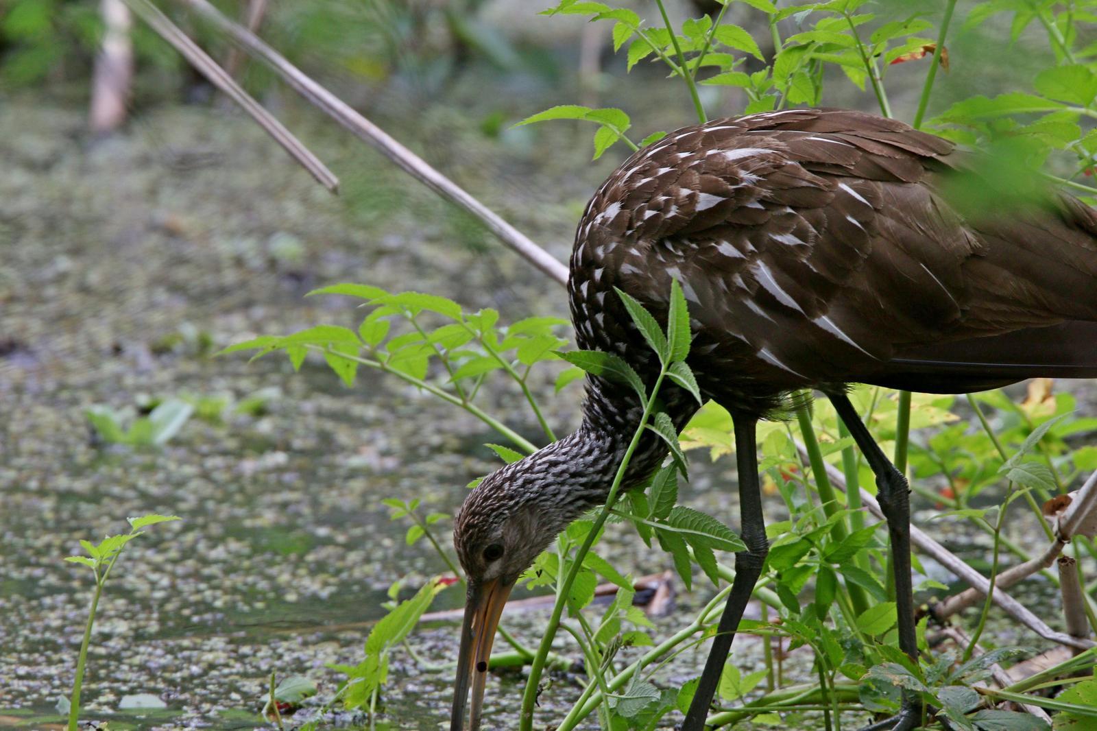 Limpkin Photo by Michael Blust