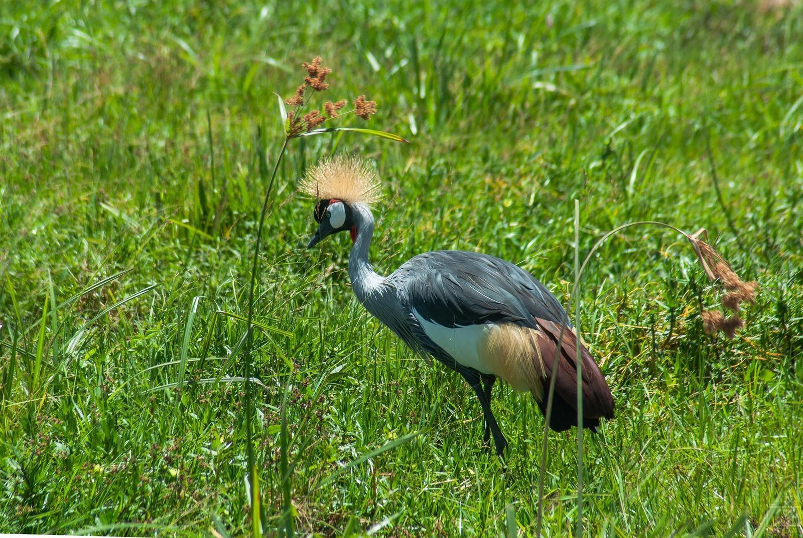 Gray Crowned-Crane Photo by Christy Turner