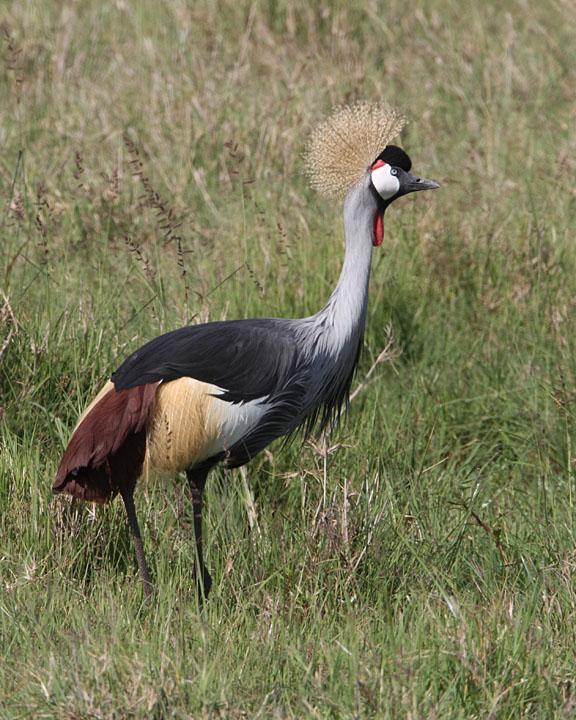 Gray Crowned-Crane Photo by Jack Jeffrey