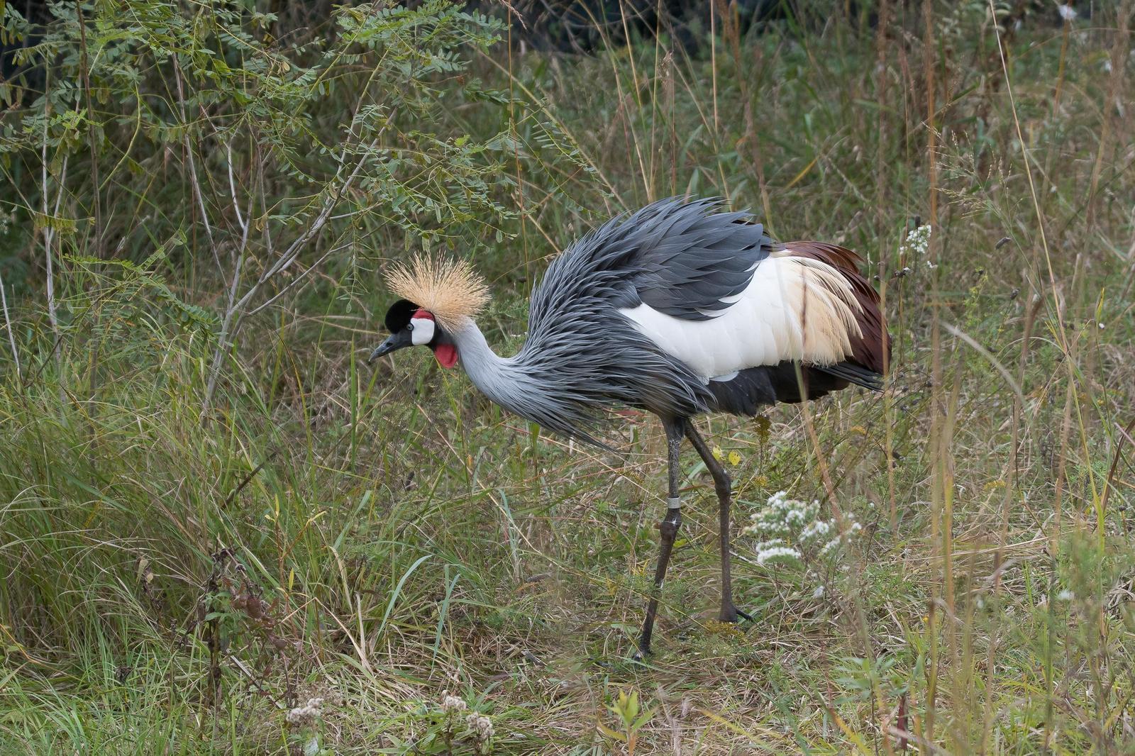 Gray Crowned-Crane Photo by Gerald Hoekstra