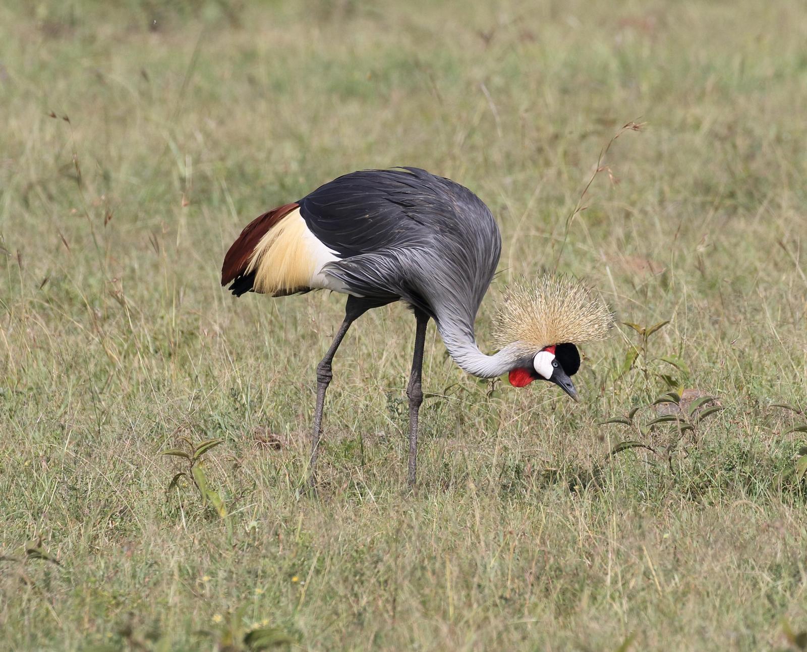Gray Crowned-Crane Photo by Nate Dias