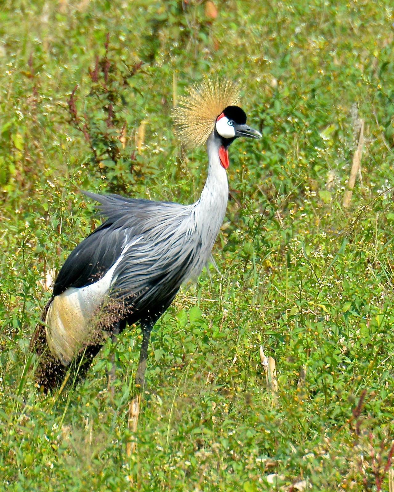 Gray Crowned-Crane Photo by Gerald Friesen