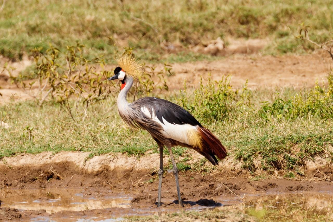 Gray Crowned-Crane Photo by Sekar Balasubramanian