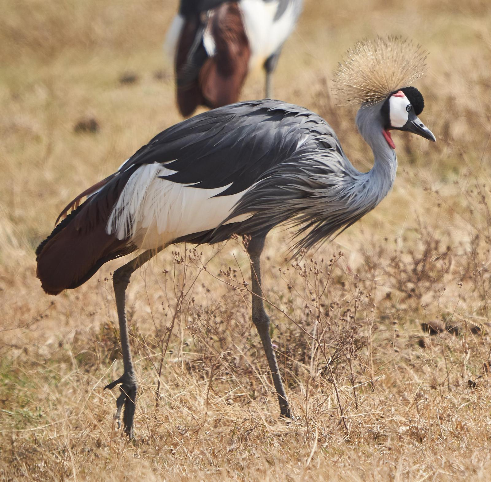 Gray Crowned-Crane Photo by Steven Cheong