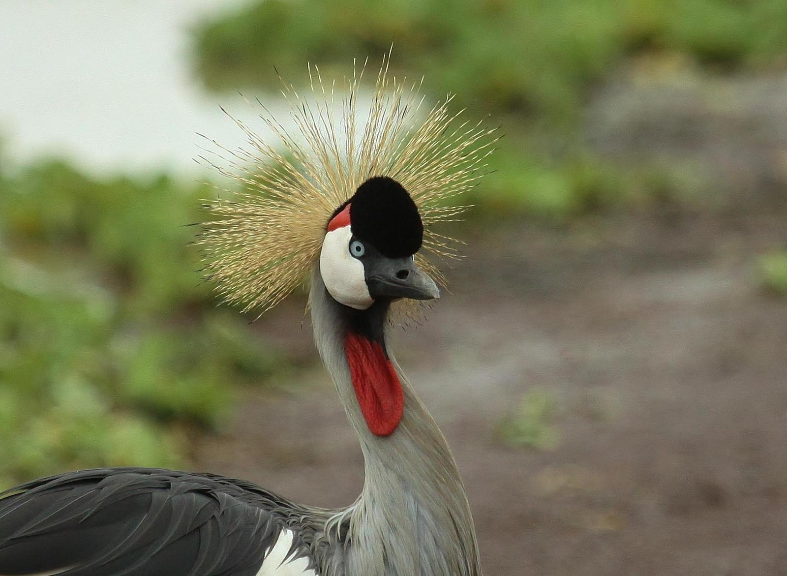 Gray Crowned-Crane Photo by Matthew McCluskey