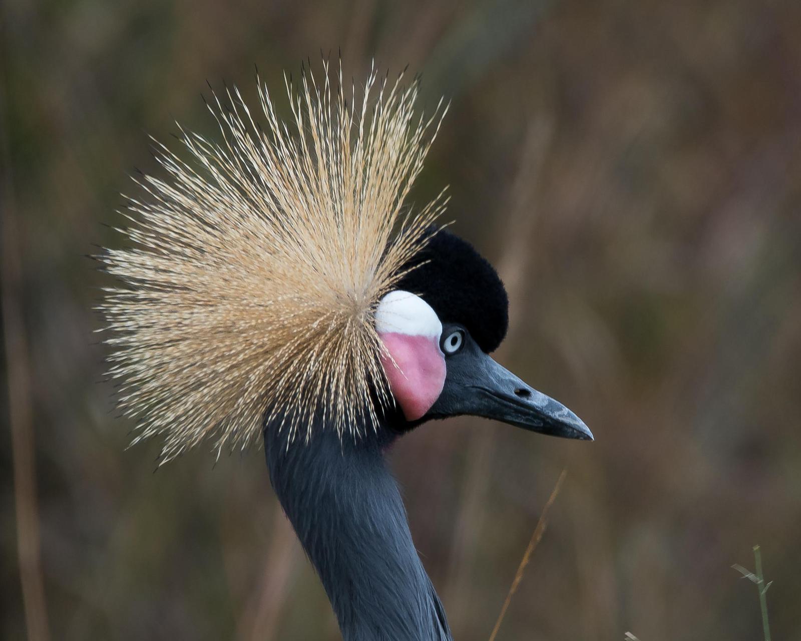 Black Crowned-Crane Photo by Gerald Hoekstra