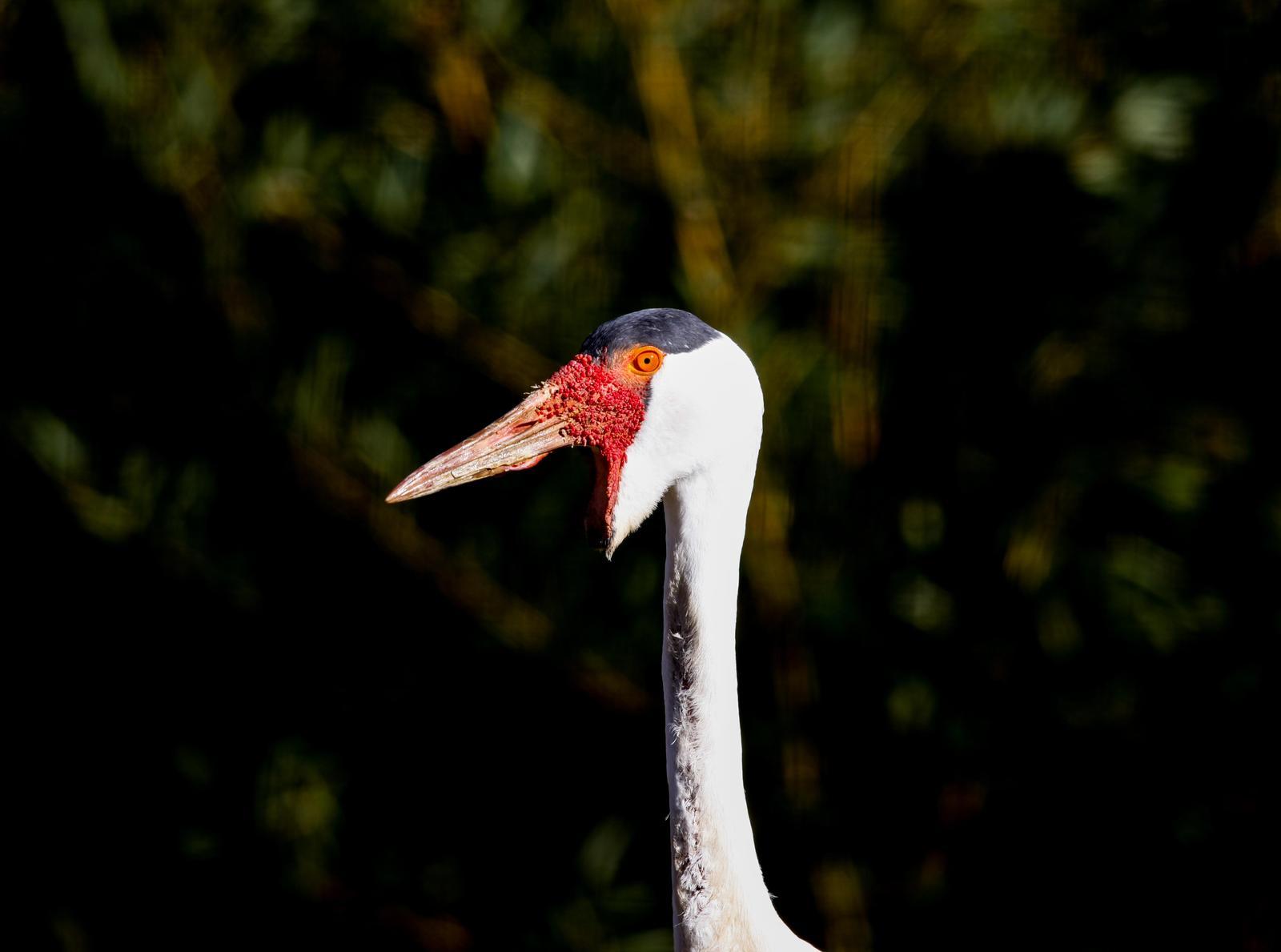 Wattled Crane Photo by Lucy Wightman