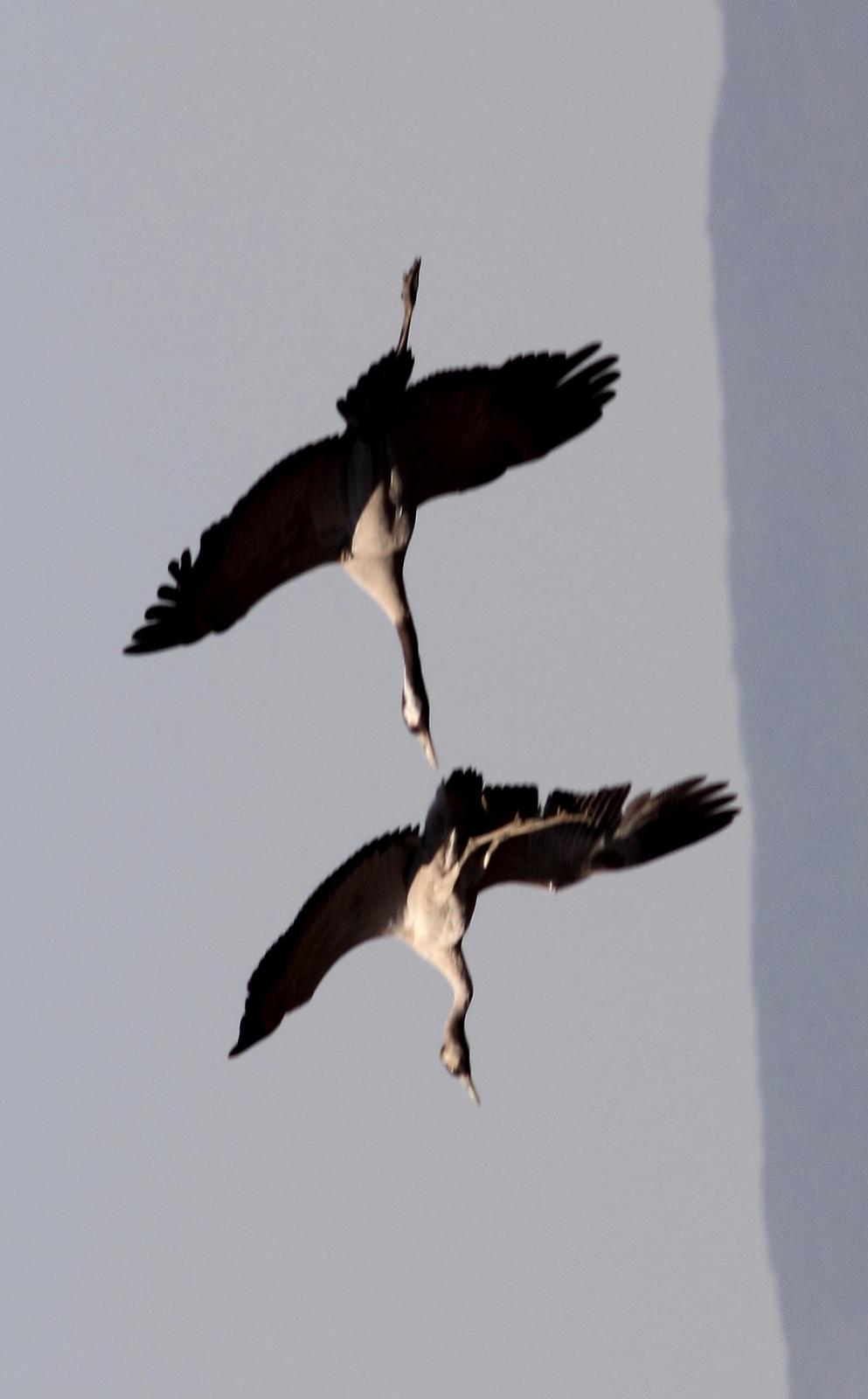 Common Crane Photo by Lee Harding