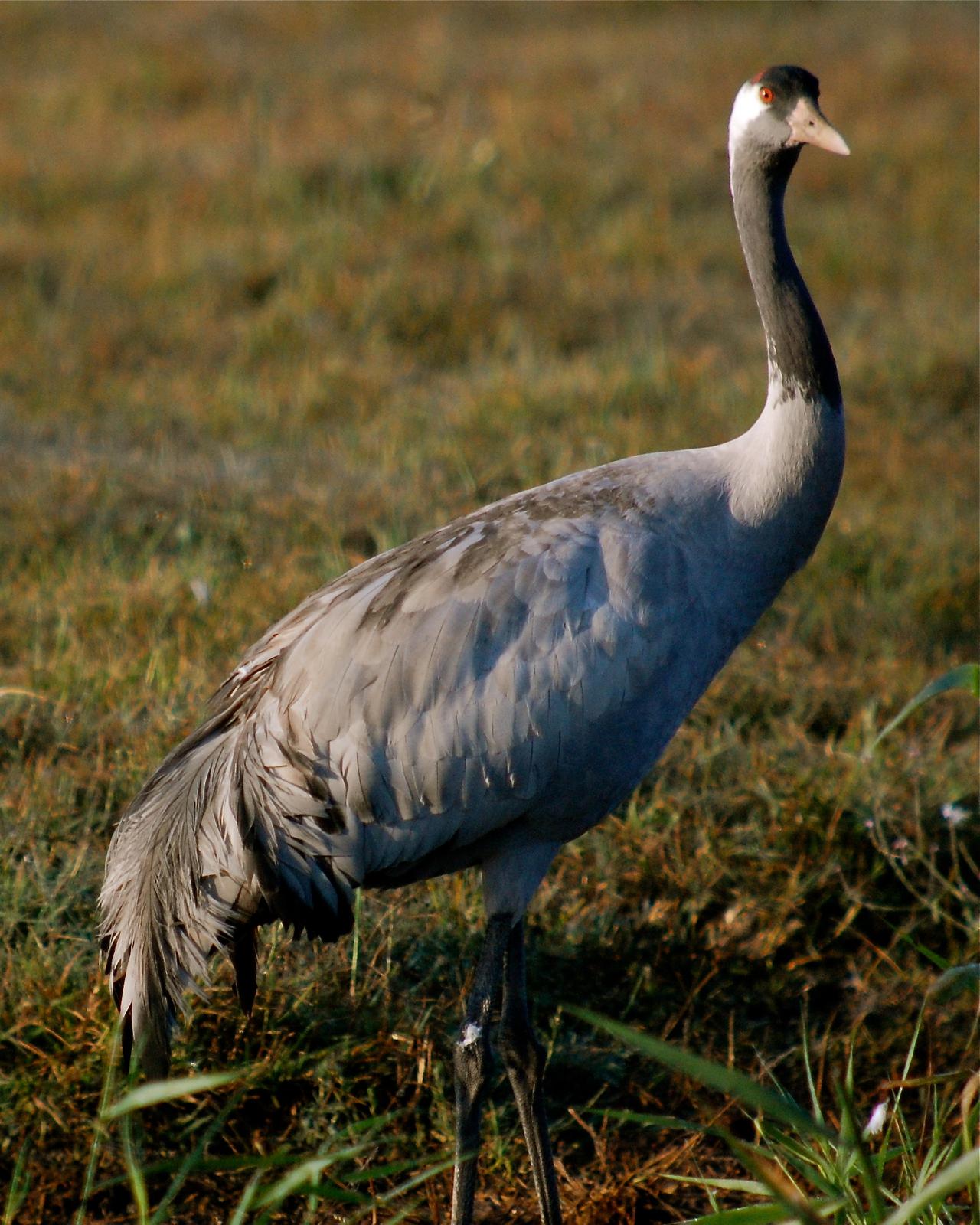 Common Crane Photo by Birdchick.com