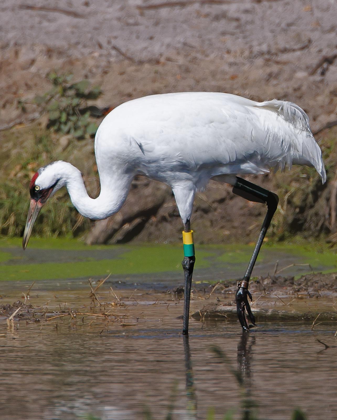 Whooping Crane Photo by JC Knoll