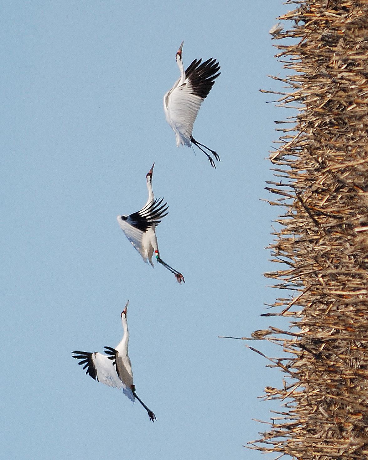 Whooping Crane Photo by Mark Blassage