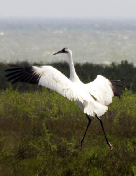 Whooping Crane Photo by Dan Tallman
