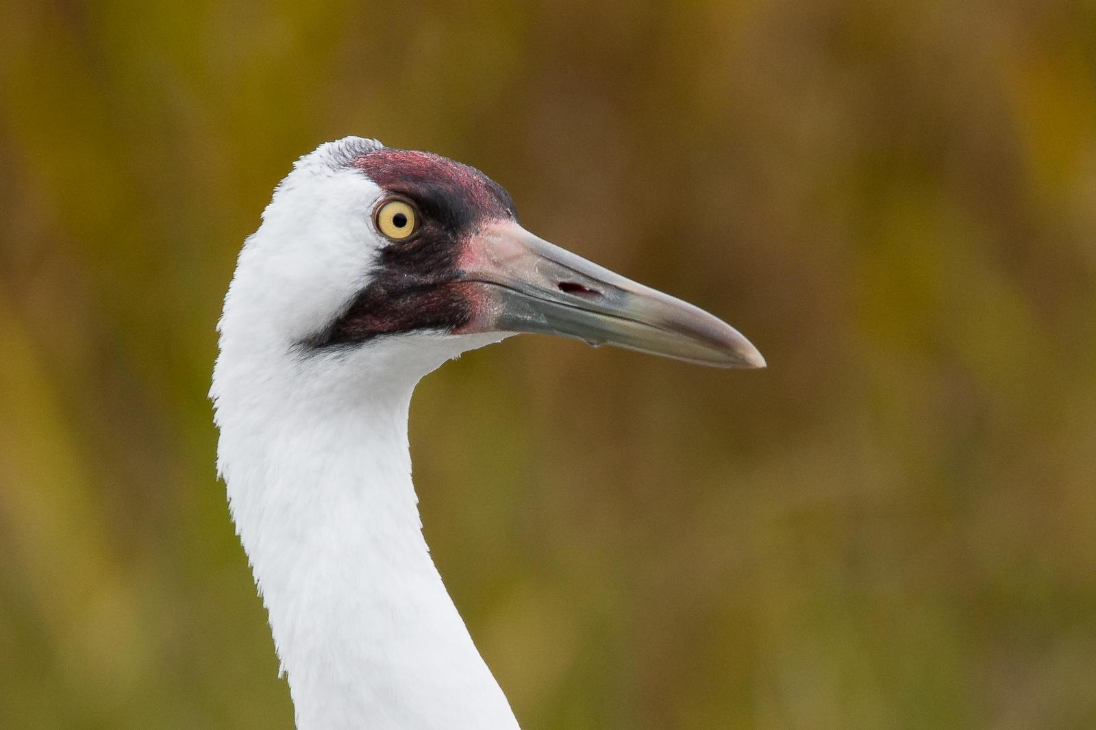 Whooping Crane Photo by Gerald Hoekstra
