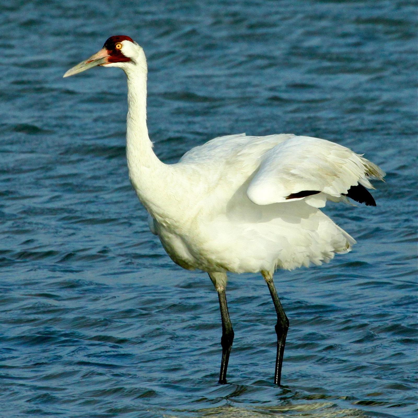 Whooping Crane Photo by Rob O'Donnell