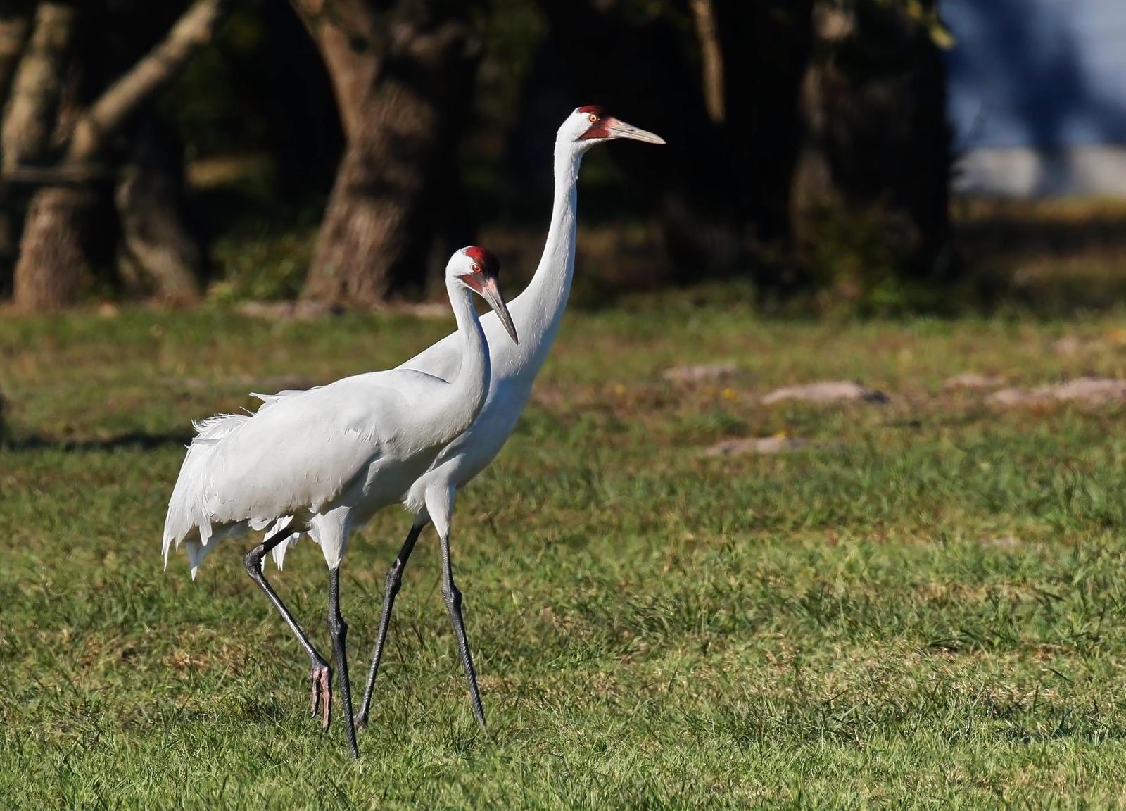 Whooping Crane Photo by Emily Willoughby