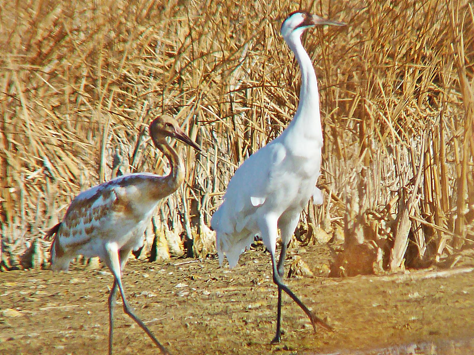 Whooping Crane Photo by Bob Neugebauer
