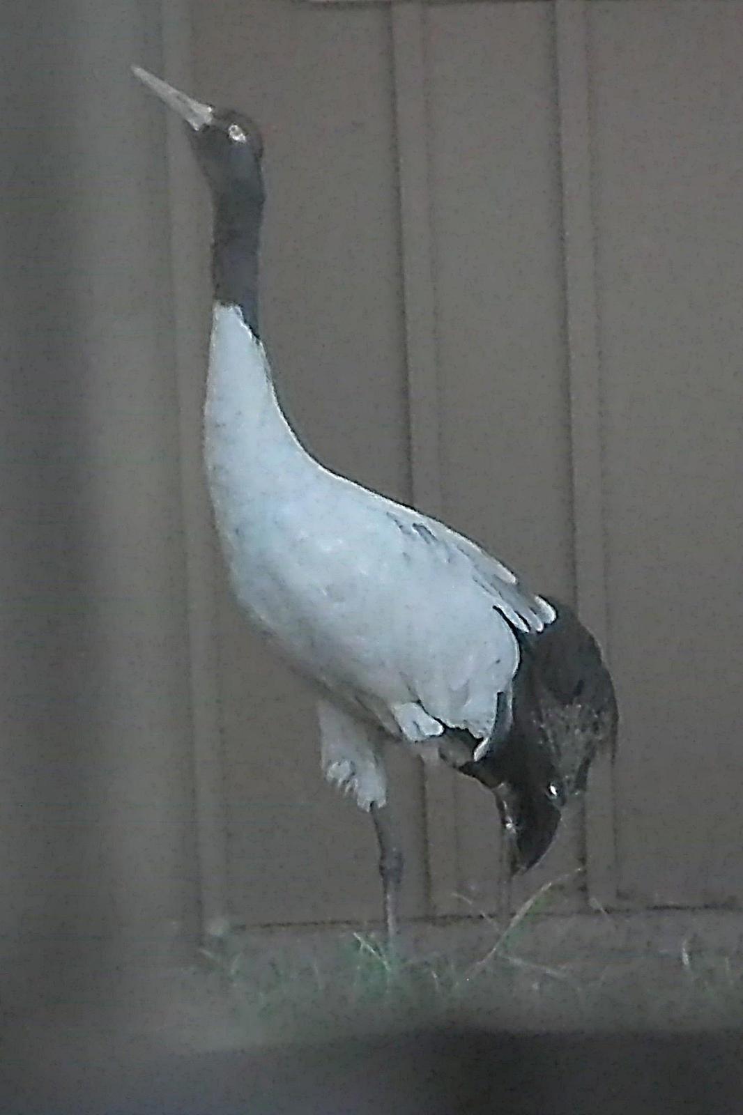 Black-necked Crane Photo by Enid Bachman