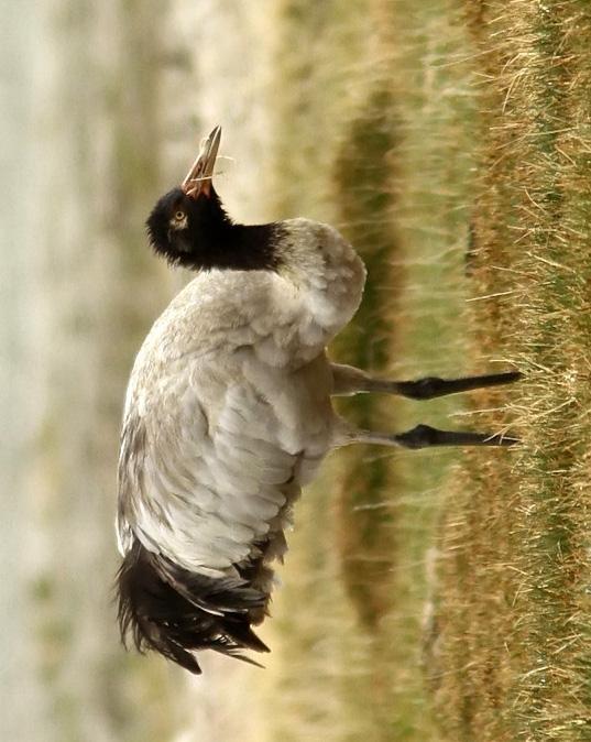 Black-necked Crane Photo by Garima Bhatia