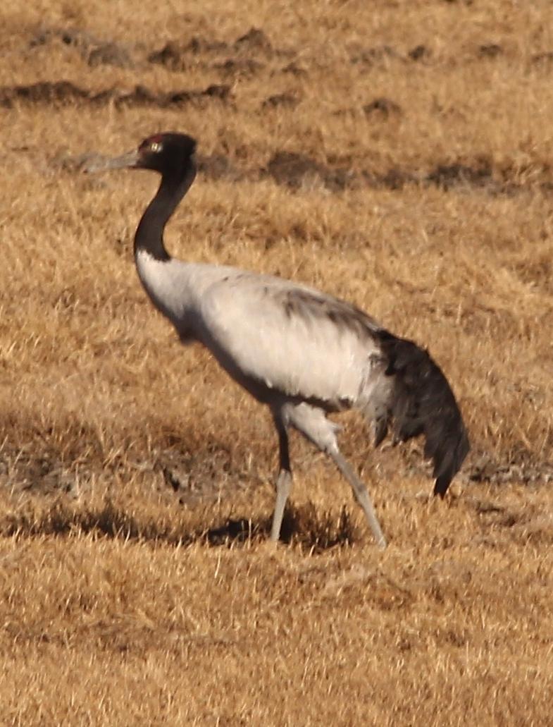 Black-necked Crane Photo by Lee Harding