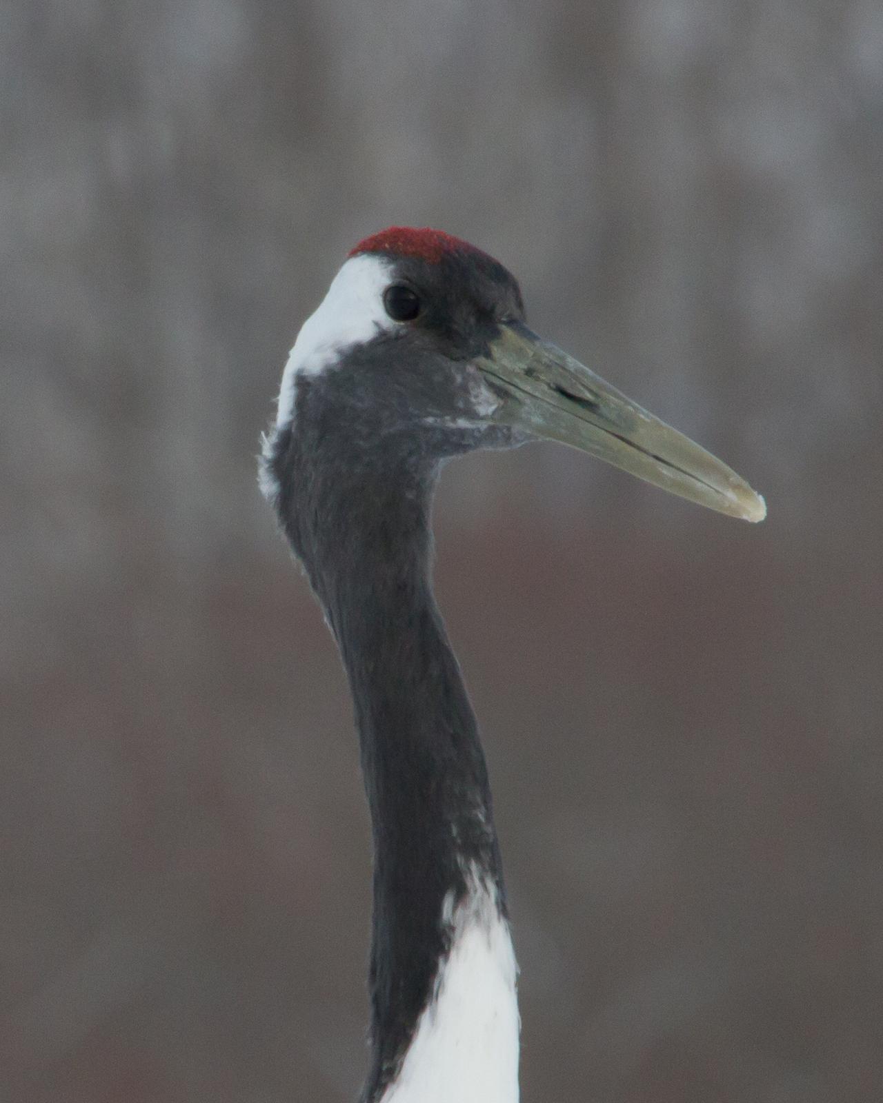 Red-crowned Crane Photo by Kasia  Ganderska Someya 