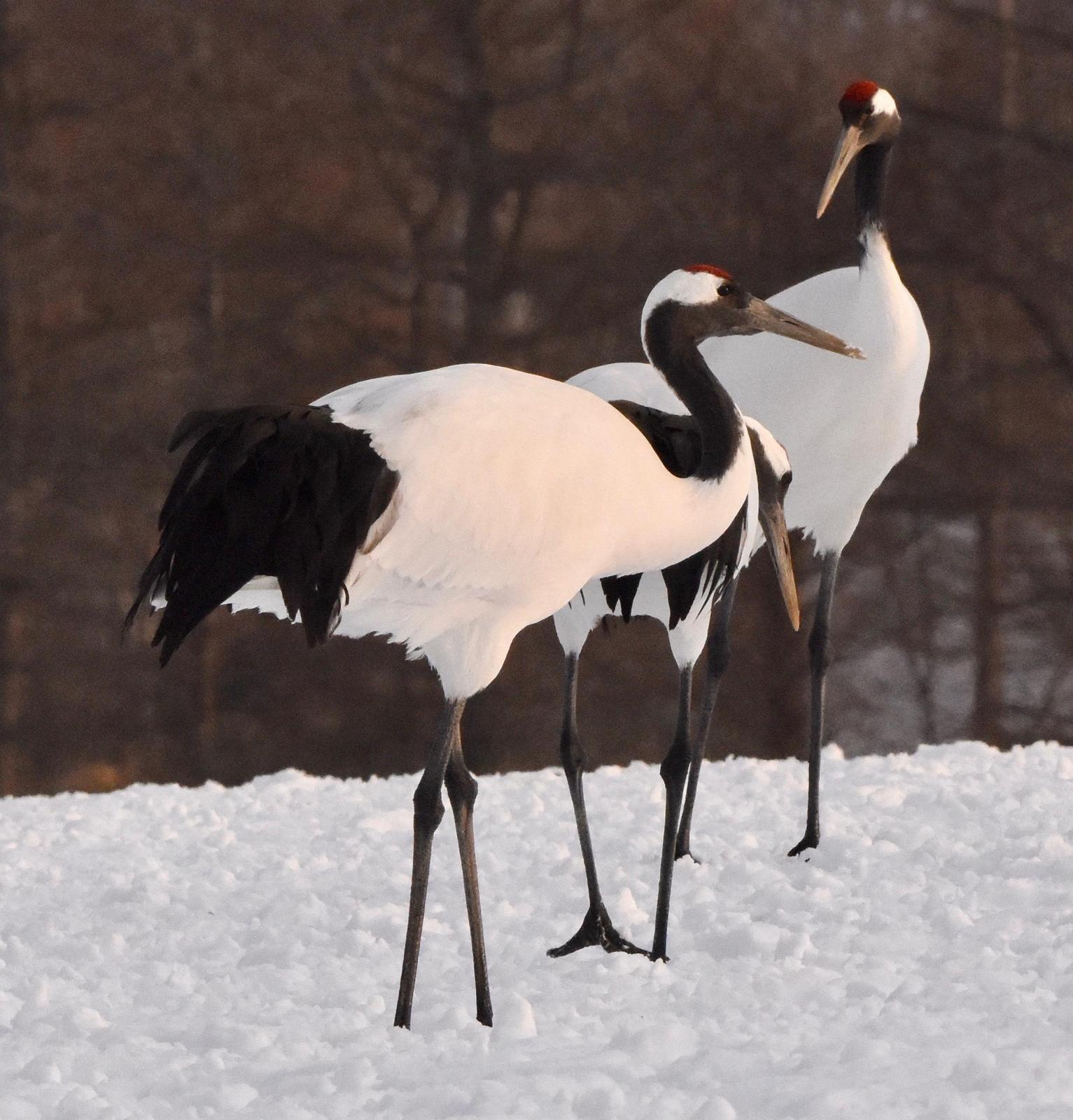 Red-crowned Crane Photo by Lizabeth Southworth