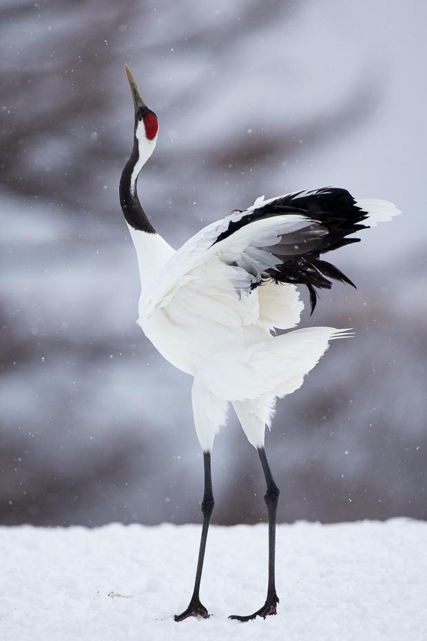 Red-crowned Crane Photo by Julie Edgley