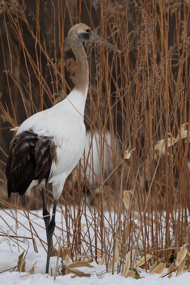 Red-crowned Crane Photo by Julie Edgley
