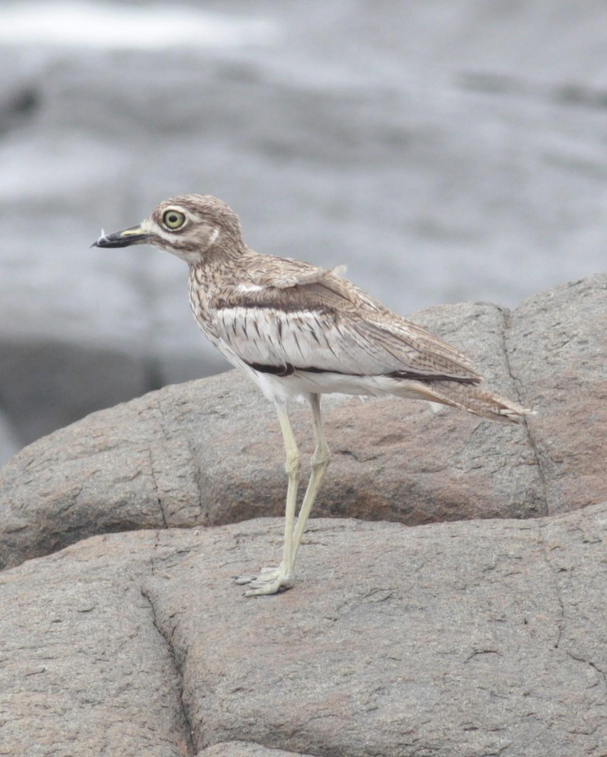 Water Thick-knee Photo by Alex Lamoreaux