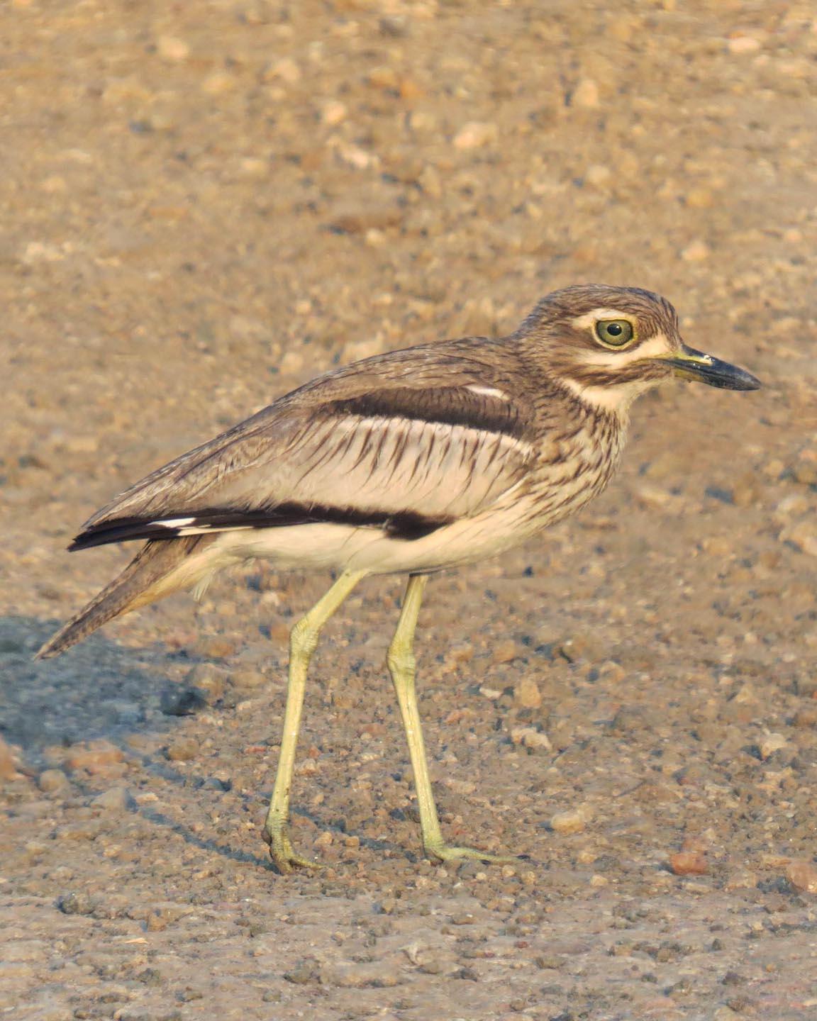 Water Thick-knee Photo by Peter Boesman