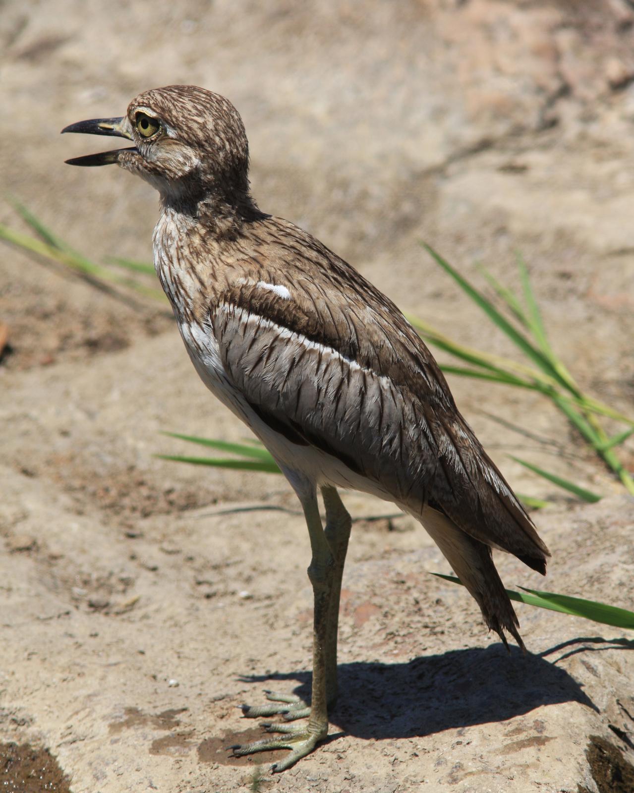 Water Thick-knee Photo by Henk Baptist