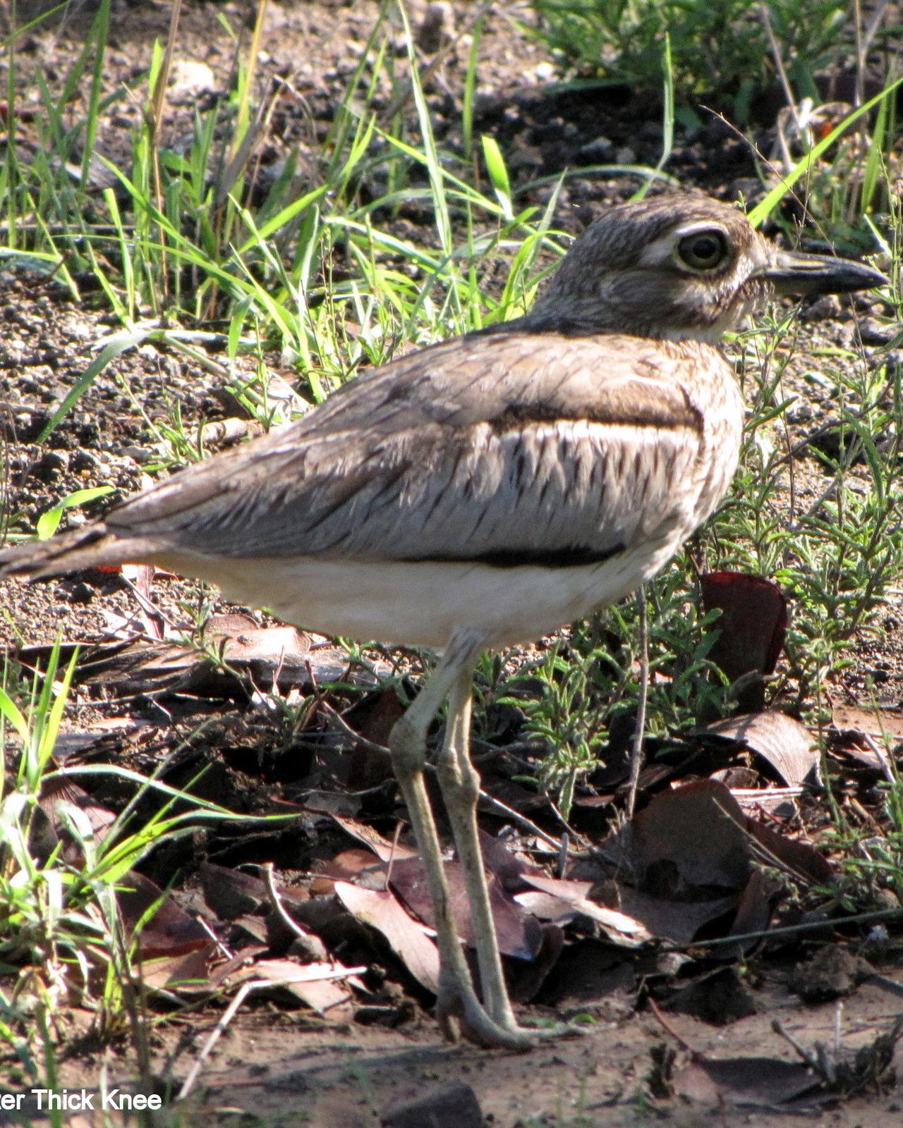 Water Thick-knee Photo by Richard  Lowe