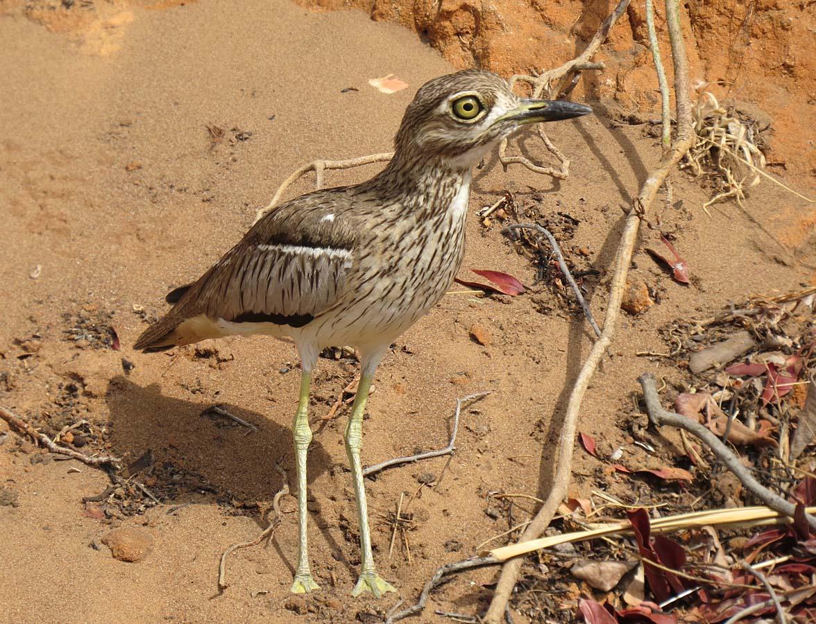 Water Thick-knee Photo by Peter Boesman