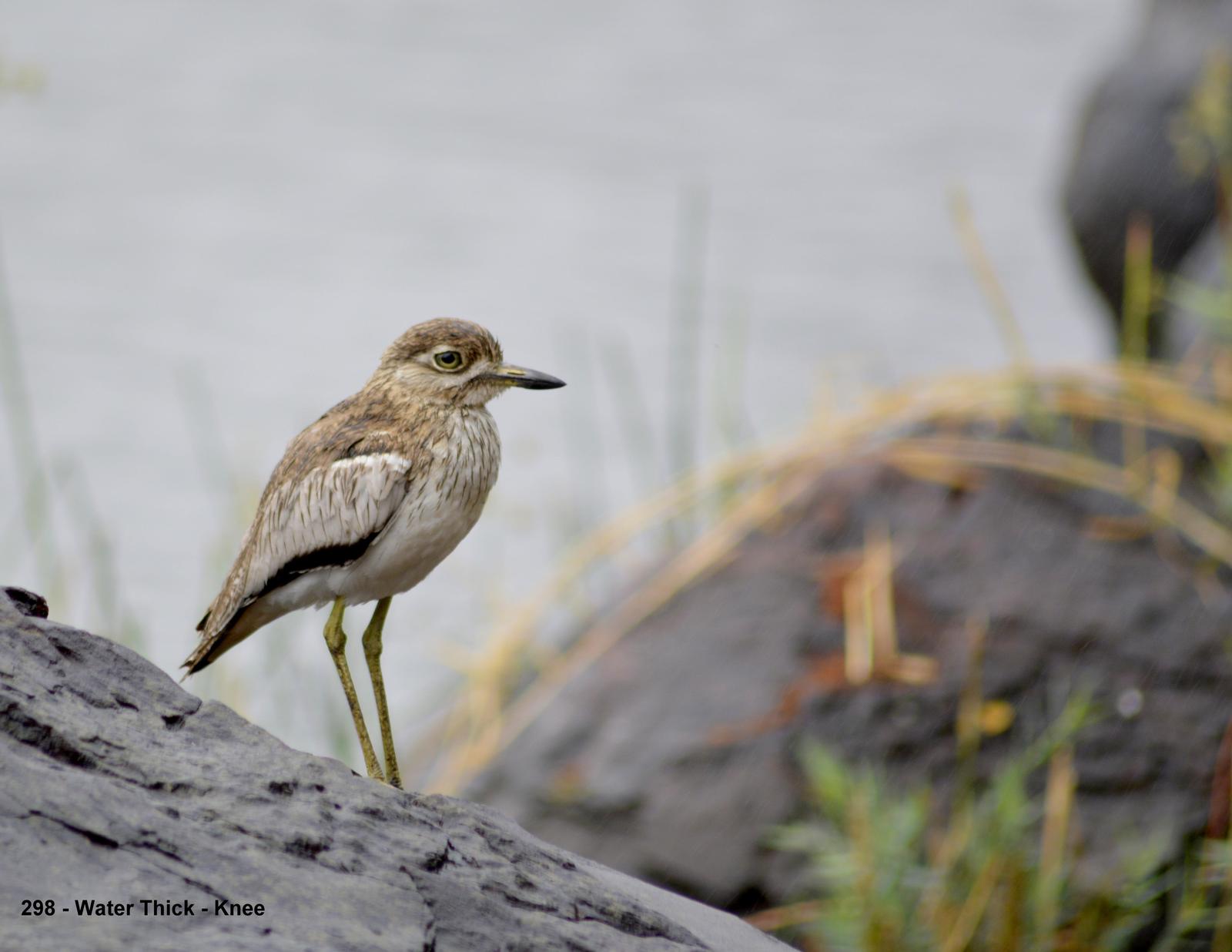 Water Thick-knee Photo by Richard  Lowe