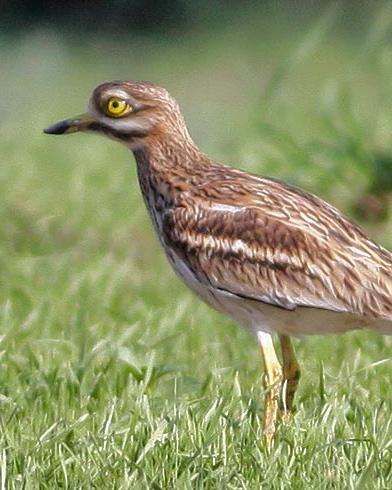 Eurasian Thick-knee Photo by Stephen Daly