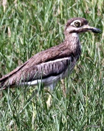 Senegal Thick-knee Photo by Frank Gilliland