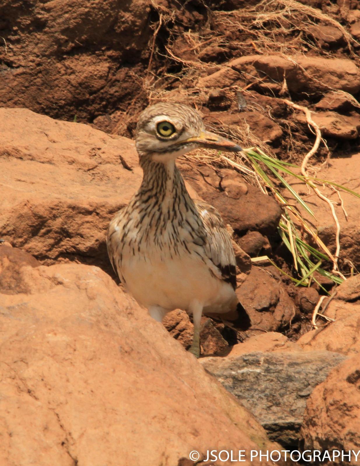 Senegal Thick-knee Photo by Jeffery Sole