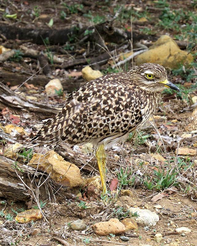 Spotted Thick-knee Photo by Peter Boesman