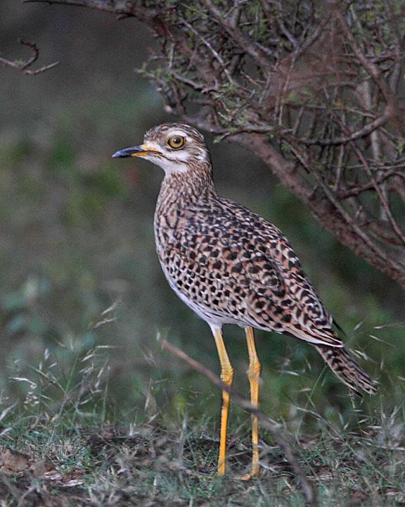 Spotted Thick-knee Photo by Jack Jeffrey
