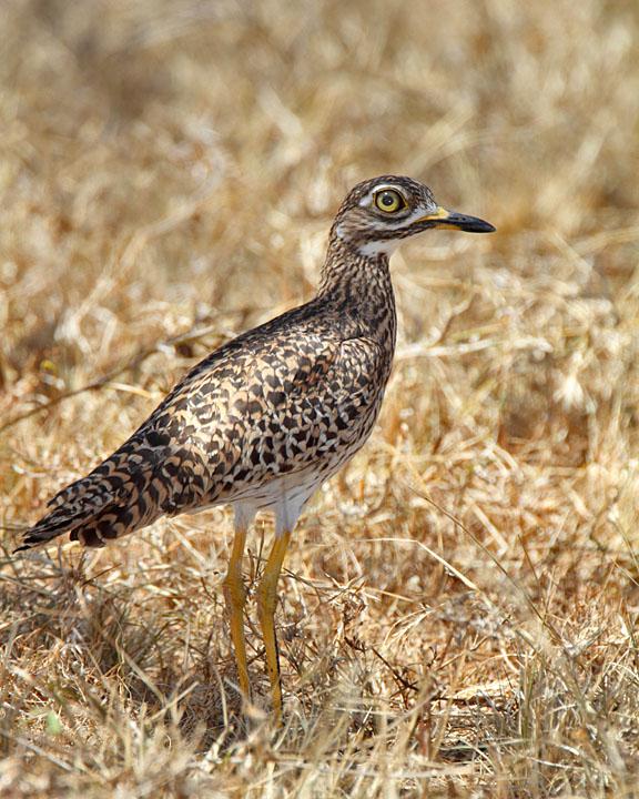Spotted Thick-knee Photo by Jack Jeffrey