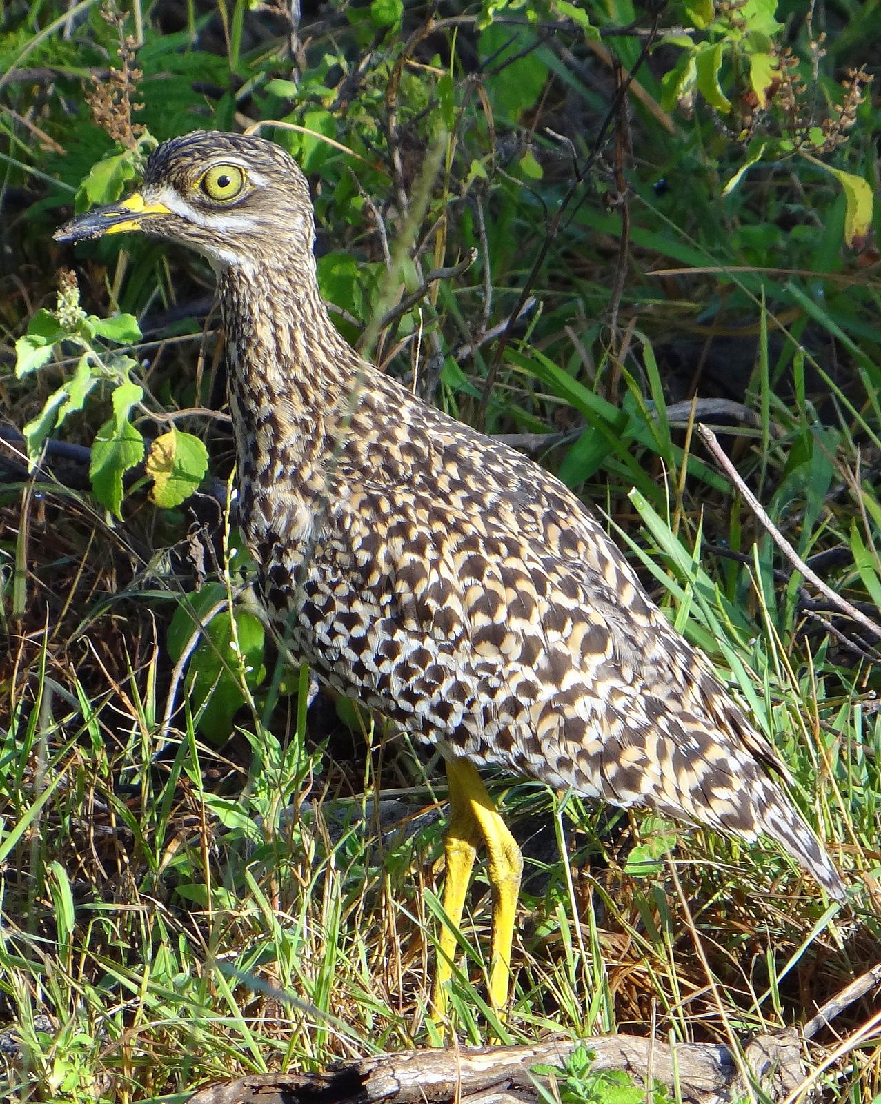 Spotted Thick-knee Photo by Todd A. Watkins