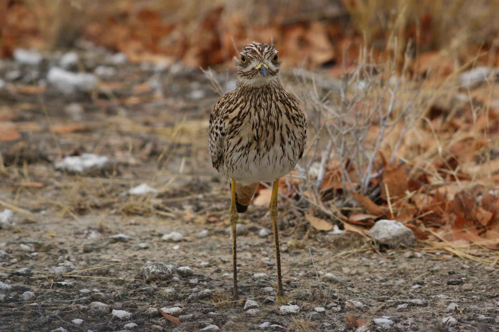 Spotted Thick-knee Photo by Ethan Kistler