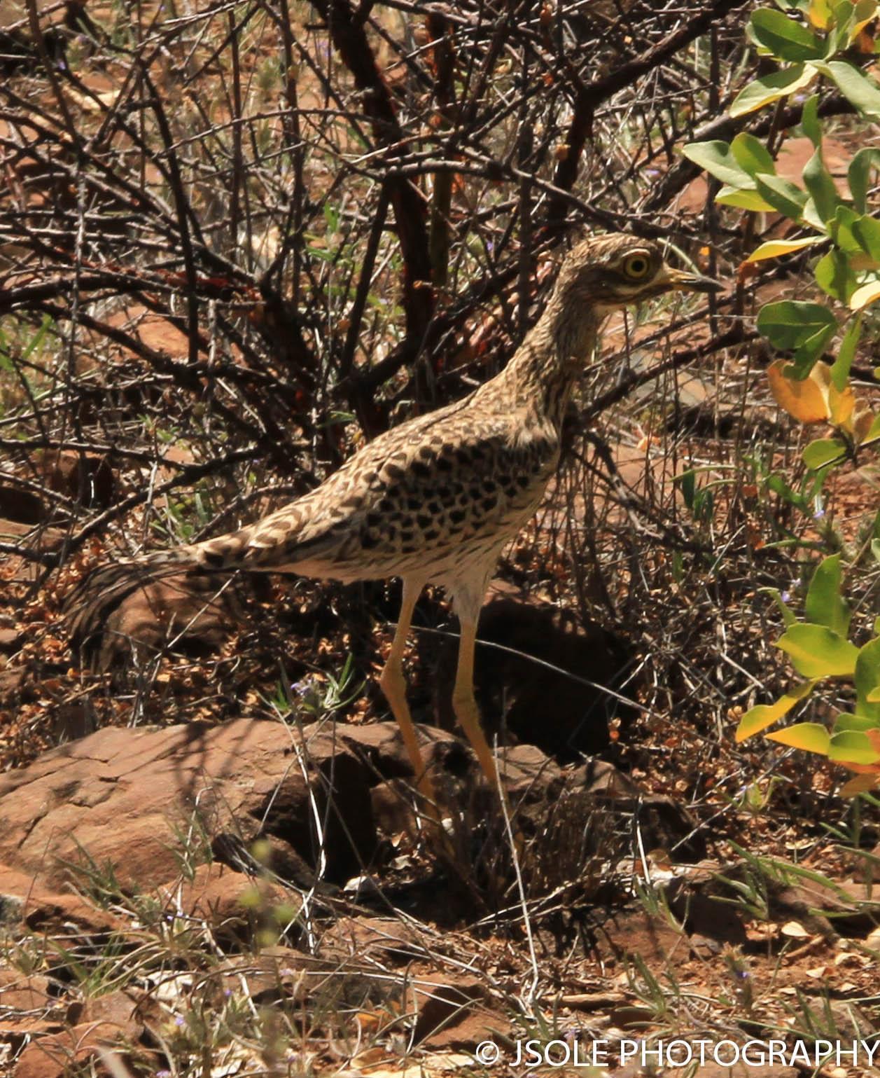 Spotted Thick-knee Photo by Jeffery Sole