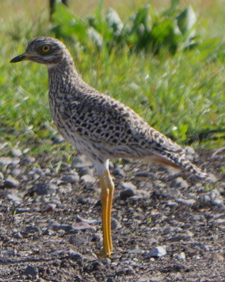 Spotted Thick-knee Photo by Peter Lowe