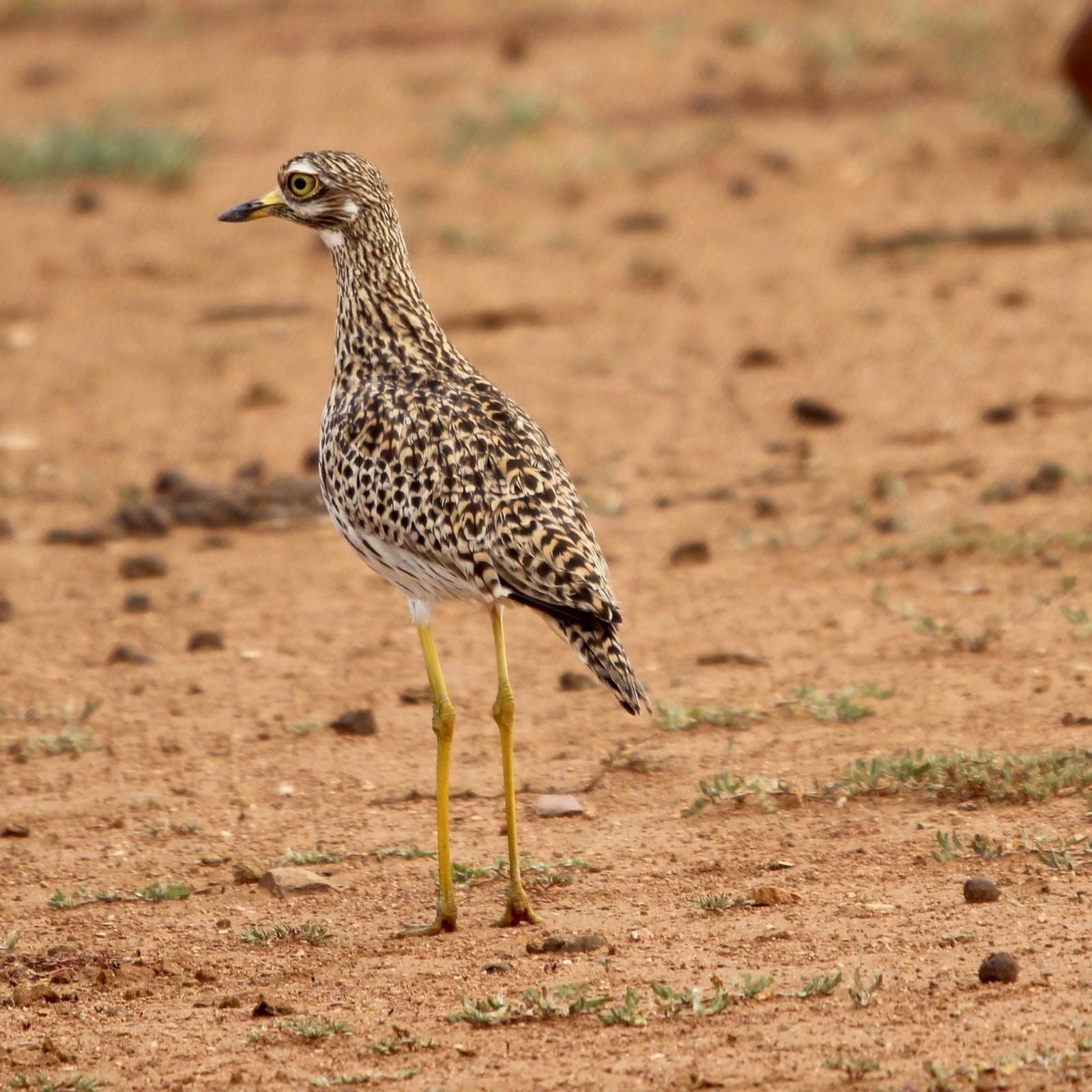 Spotted Thick-knee Photo by Daniel Sloan