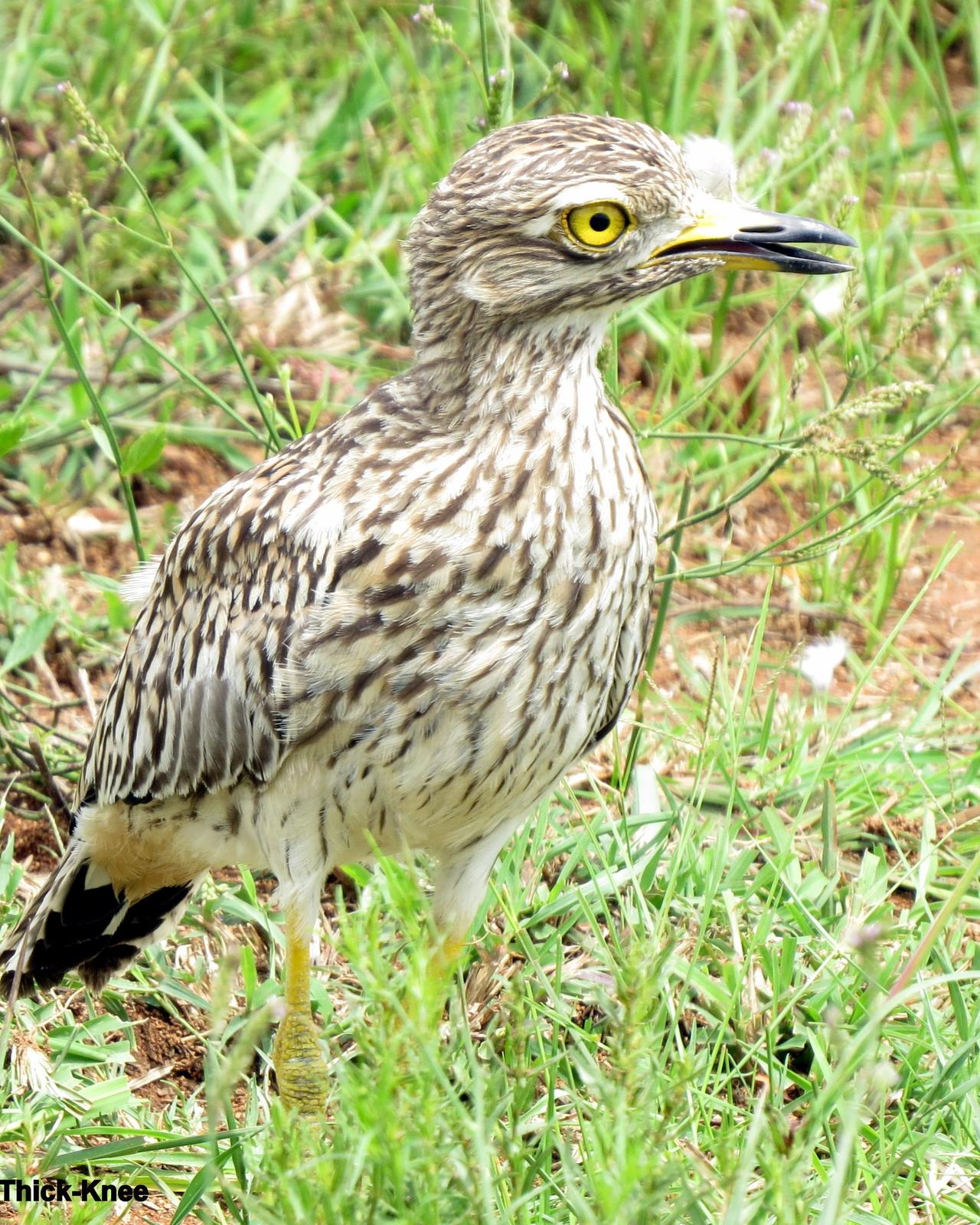Spotted Thick-knee Photo by Richard  Lowe