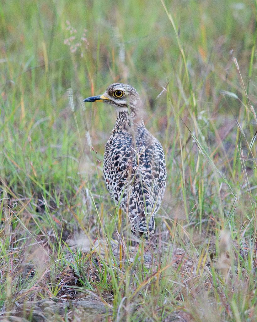 Spotted Thick-knee Photo by Carol Foil