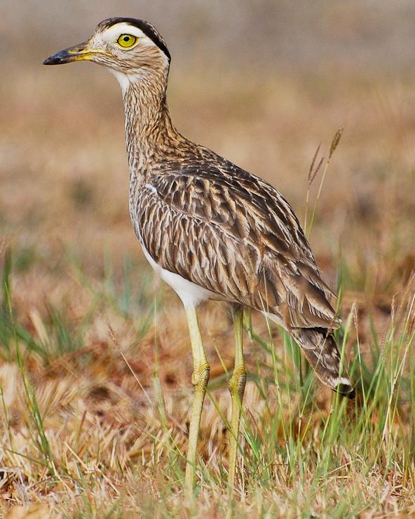 Double-striped Thick-knee Photo by Rob Batchelder