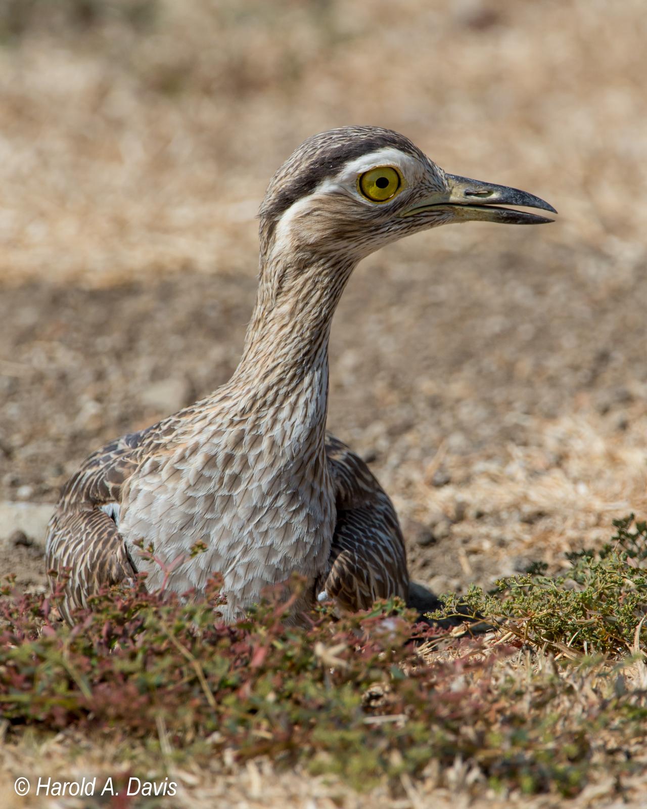 Double-striped Thick-knee Photo by Harold Davis
